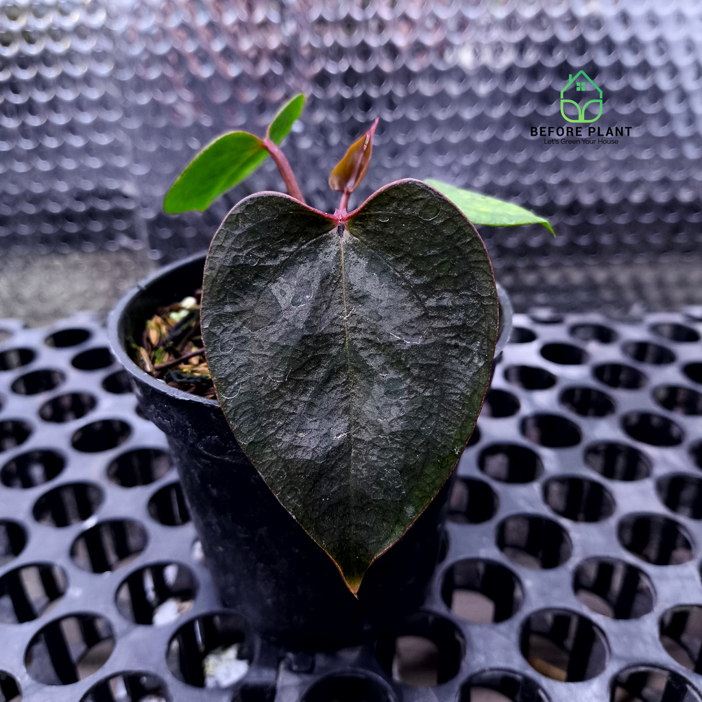 Anthurium Carla Portilae NSE x Black Sweet