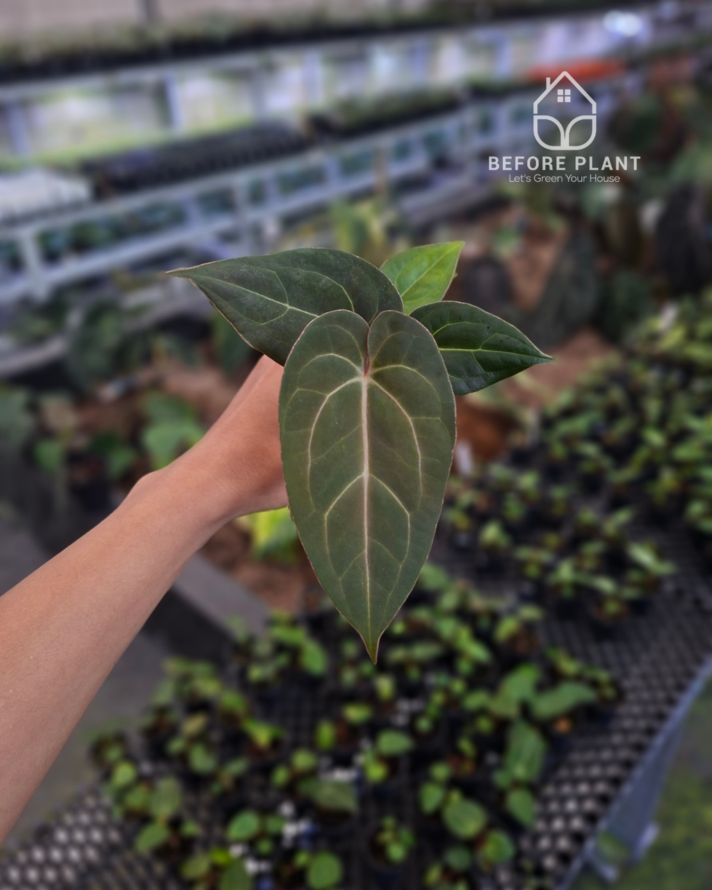 Anthurium Papillilaminum x Indigo