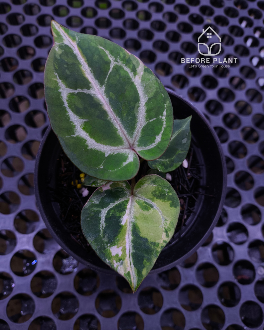 Anthurium Michelle x Silver Blush KOS/HU