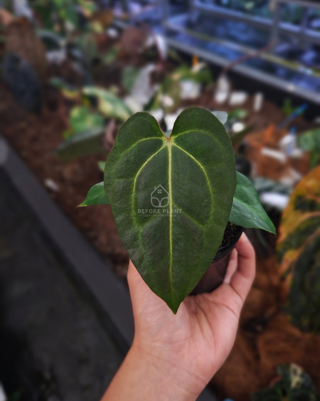 Anthurium Carla Porti NSE x Indigo