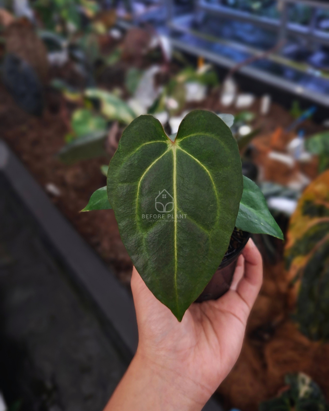 Anthurium Carla Porti NSE x Indigo