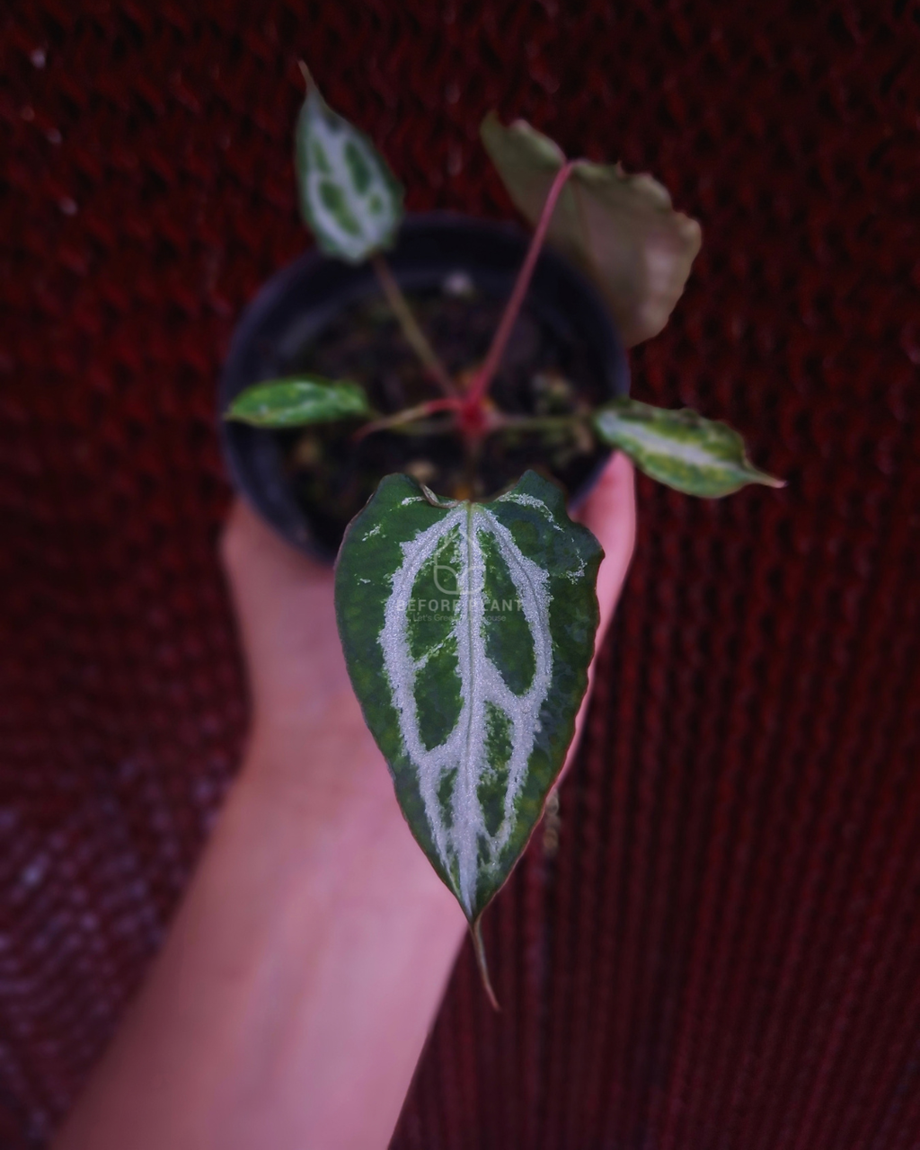Anthurium Muchlis RC x Muchlis RC