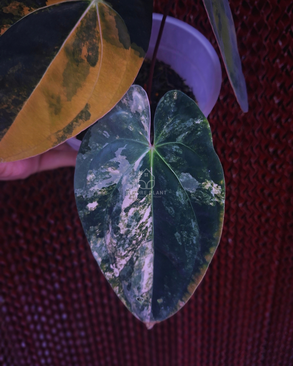 Anthurium Papi Variegated x Black Velvet