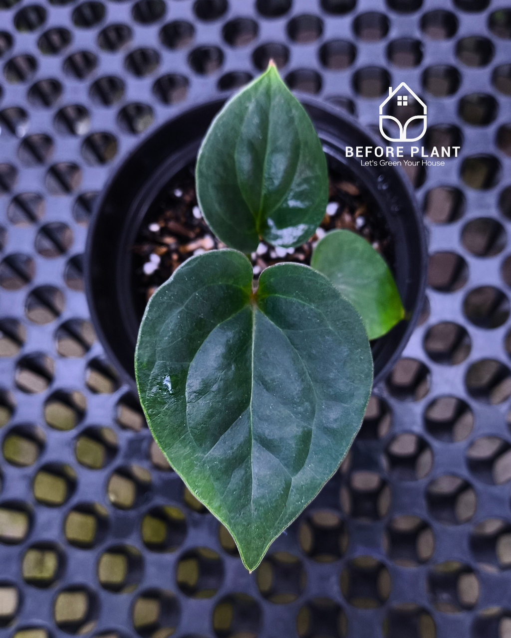 Anthurium King Of Spades ( HU ) x Luxurian