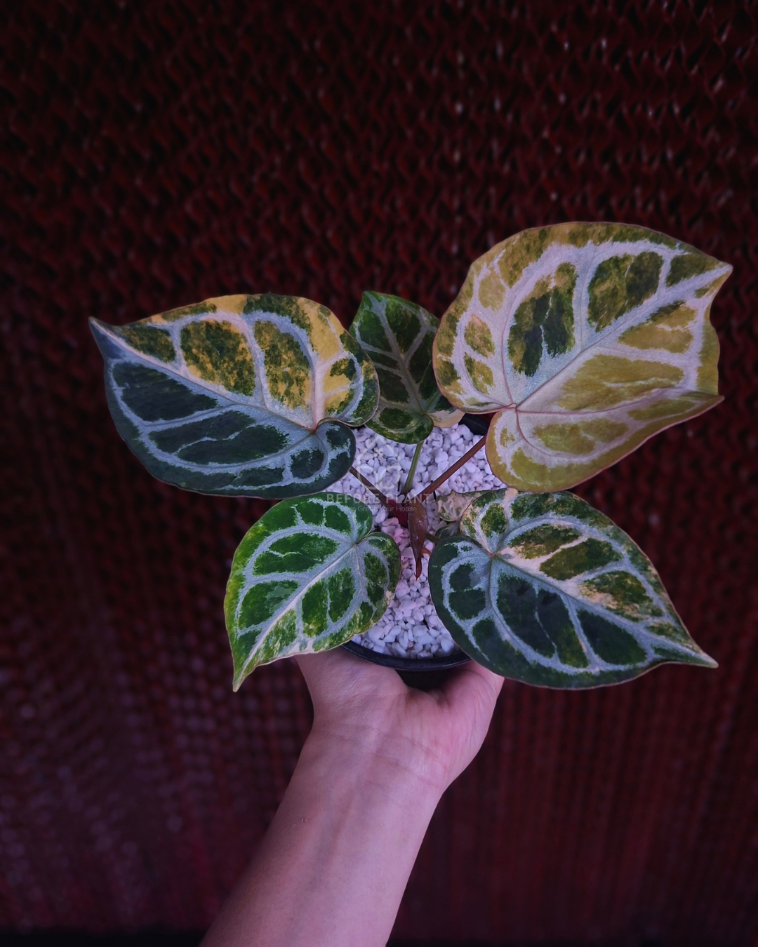 Anthurium Silver Chrome Var x Red Crystal Doc. Block
