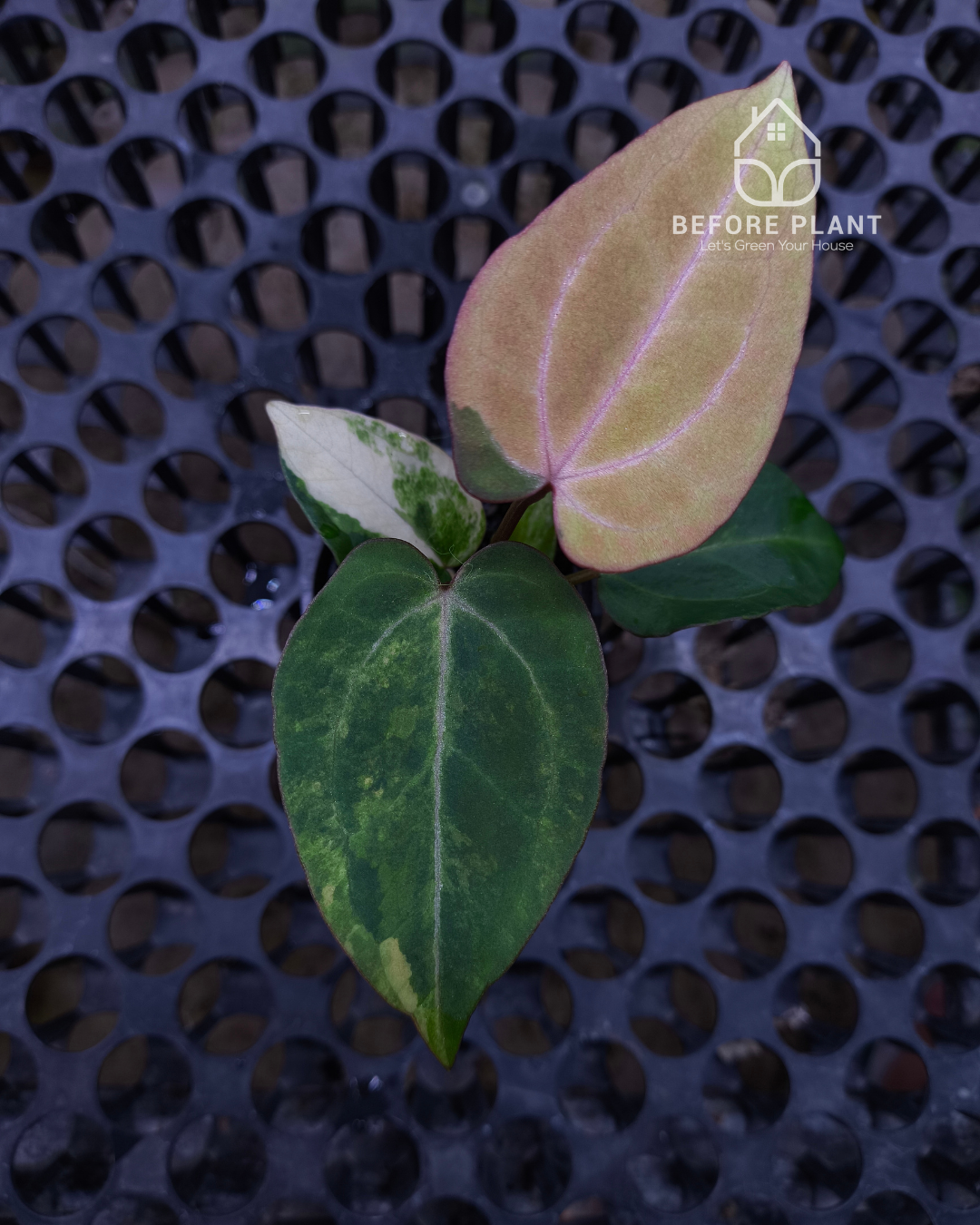 Anthurium Black Venom x RVC Michelle