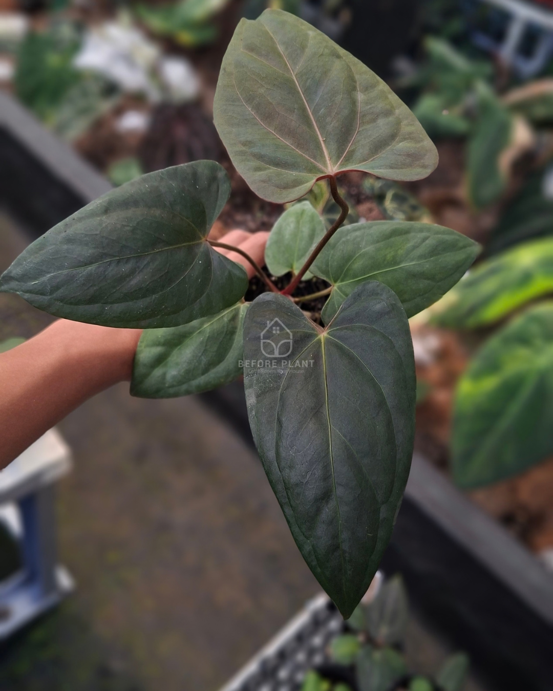 Anthurium Portillae x Dressleri
