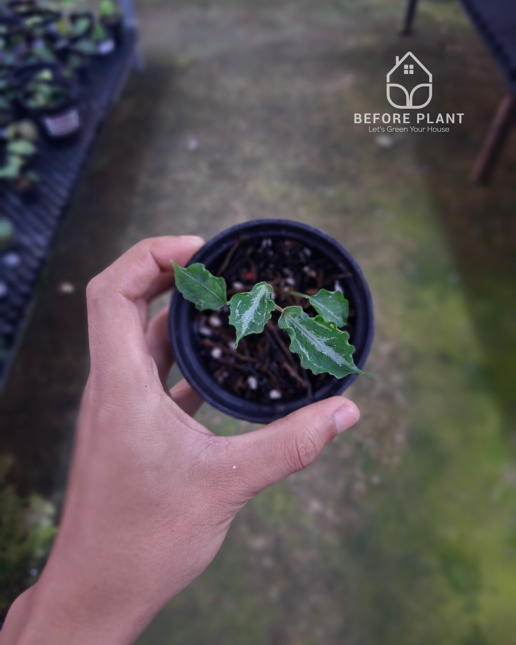 Anthurium Muchlis RC x Muchlis RC