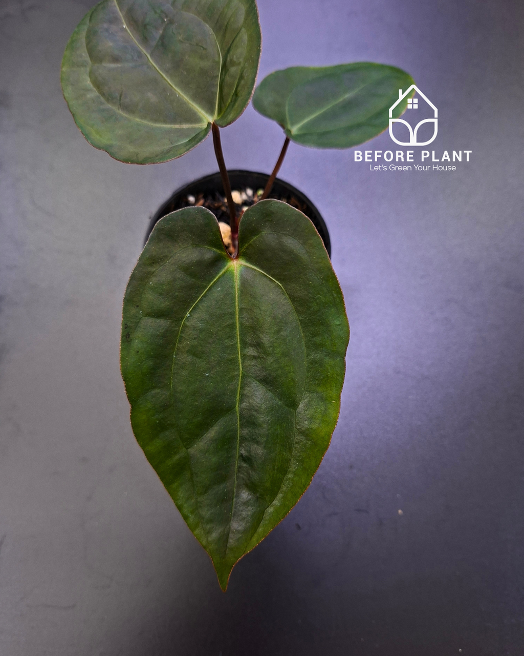 Anthurium Blood of Blue x BVIT Zara Michelle