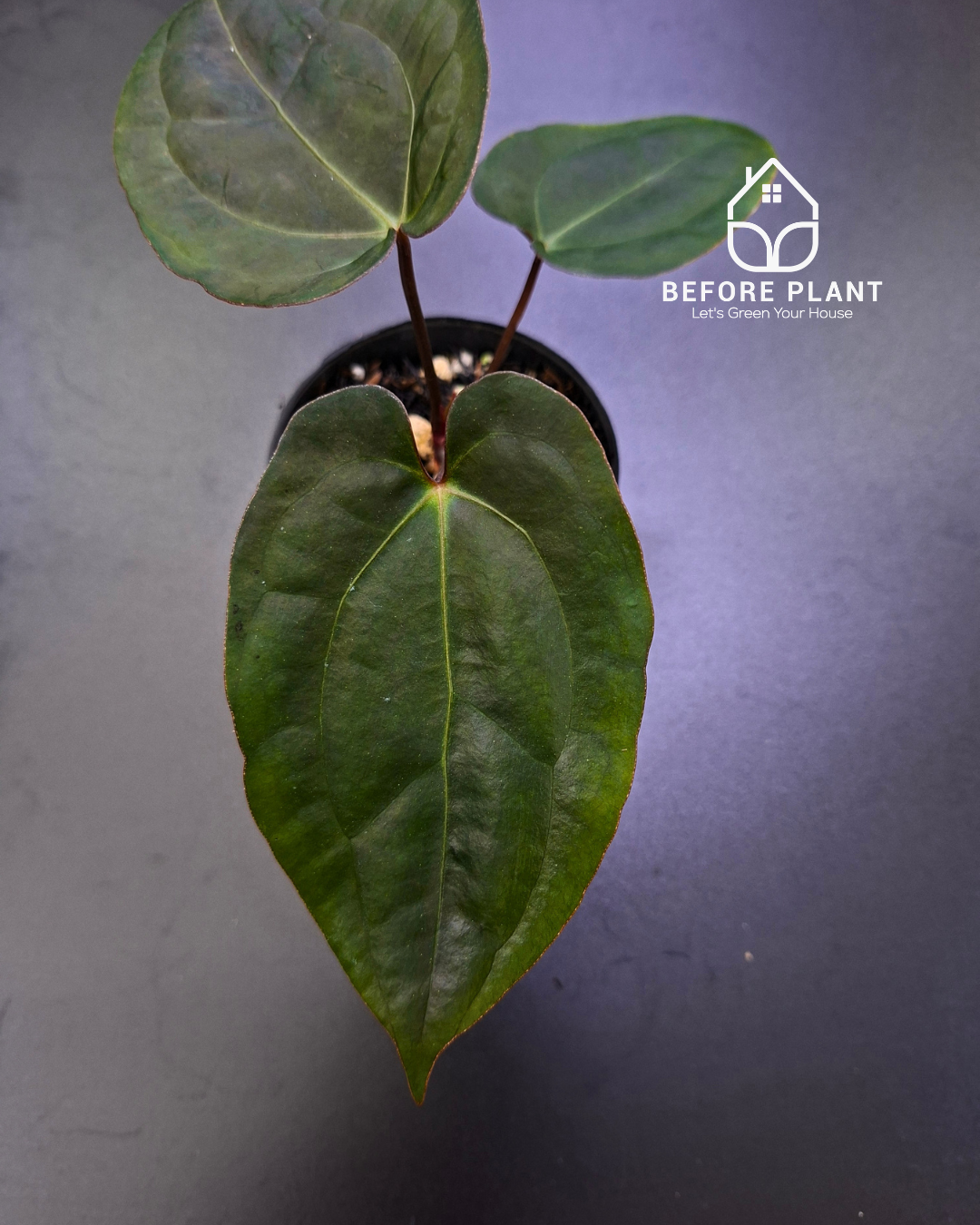 Anthurium Blood of Blue x BVIT Zara Michelle