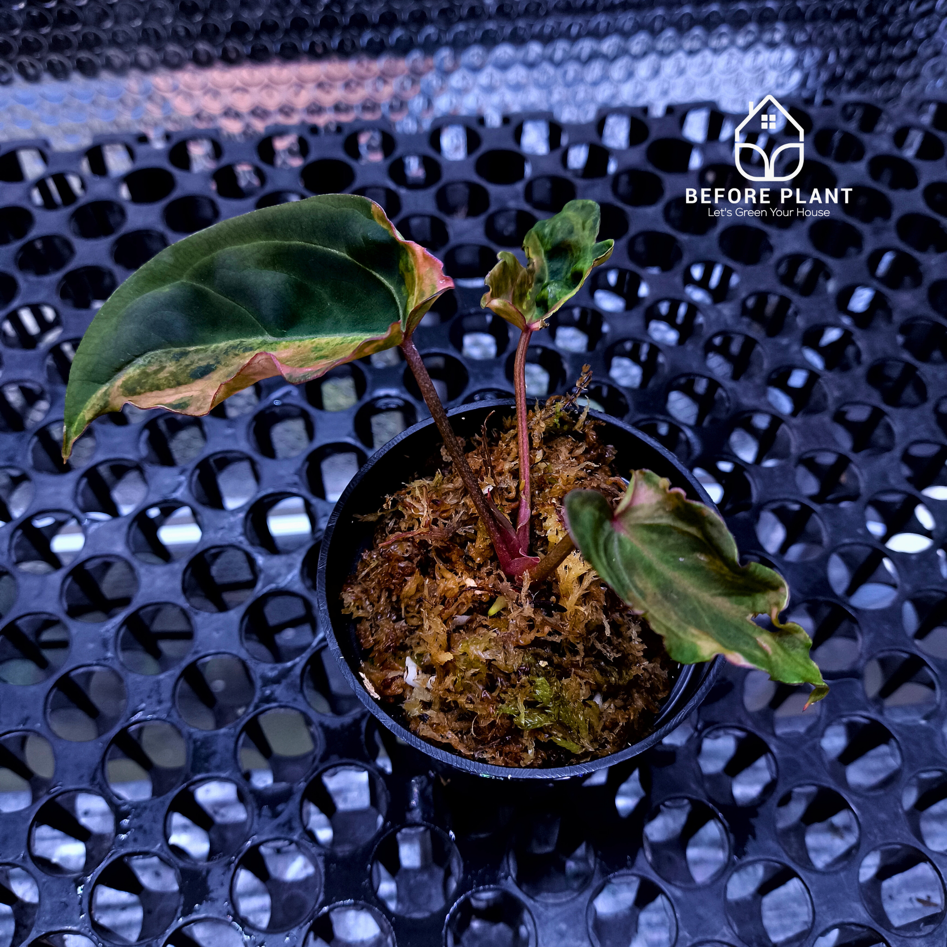 Anthurium Red Devil x ( Papi x Red Crystal )