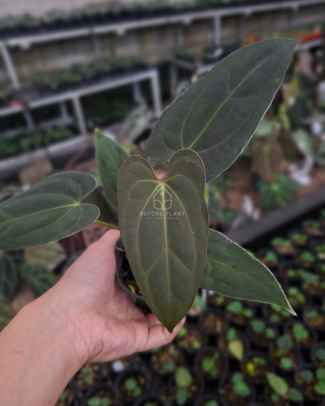 Anthurium Papillilaminum x Blue Papillilaminum