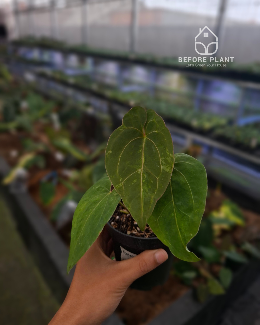 Anthurium Forgetii Blister Variegated x Blood Of Blue