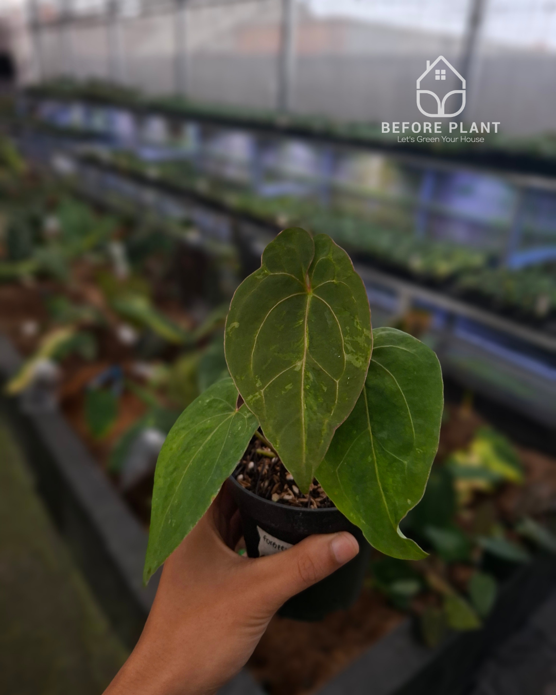 Anthurium Forgetii Blister Variegated x Blood Of Blue