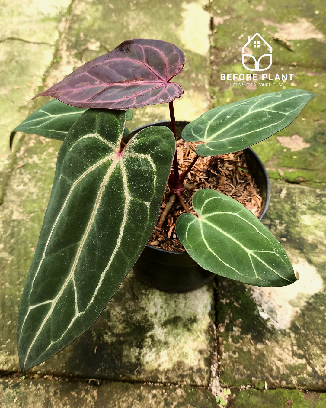 Anthurium BVIT X( Zara x Michelle )