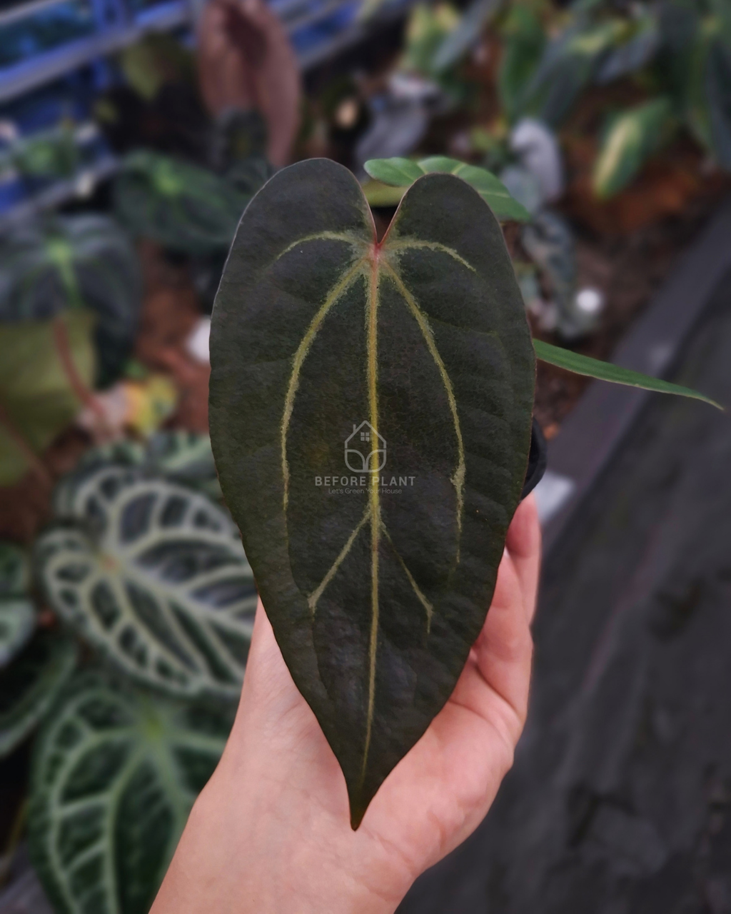 Anthurium Carla Porti NSE x Indigo