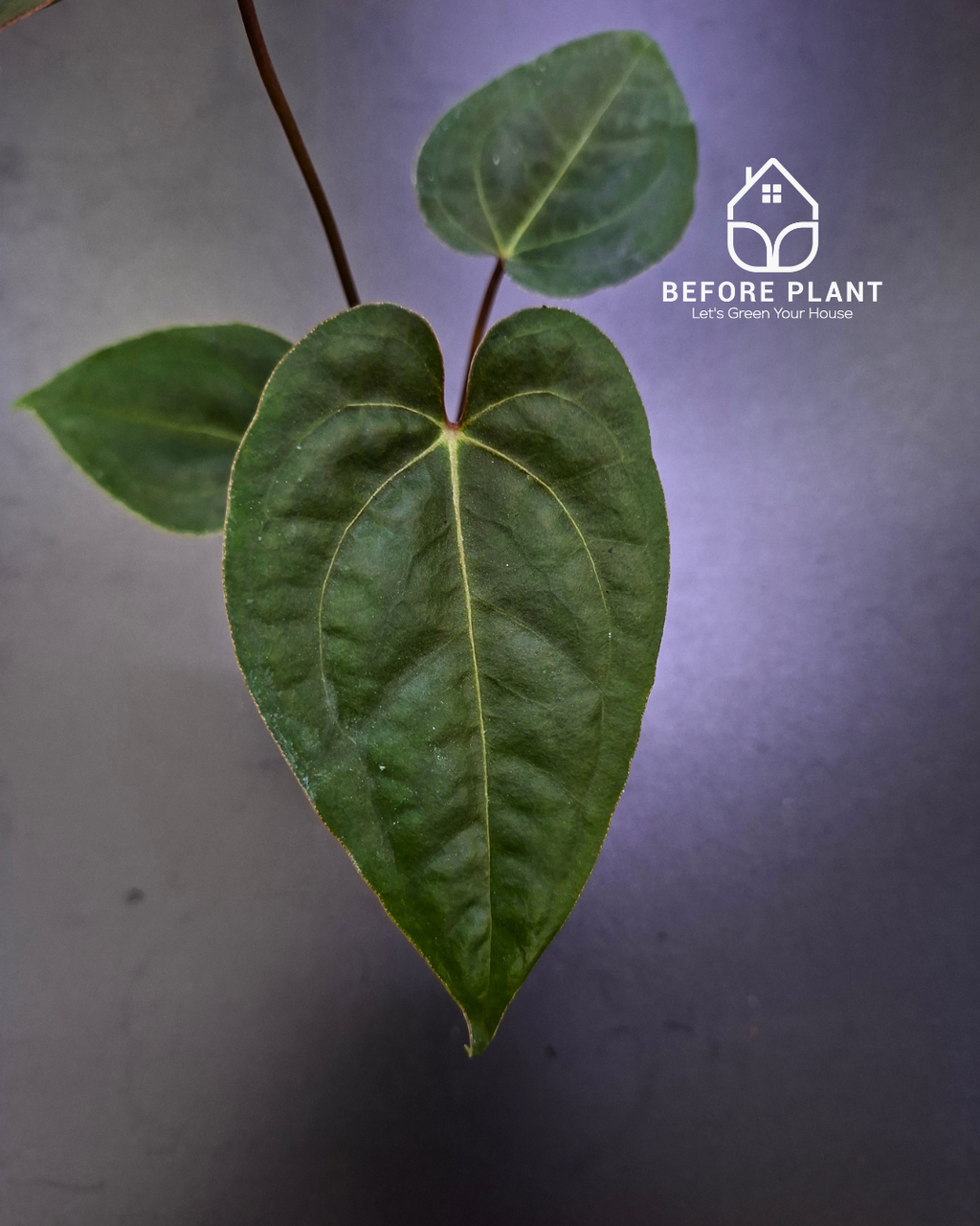 Anthurium Blood of Blue x BVIT Zara Michelle