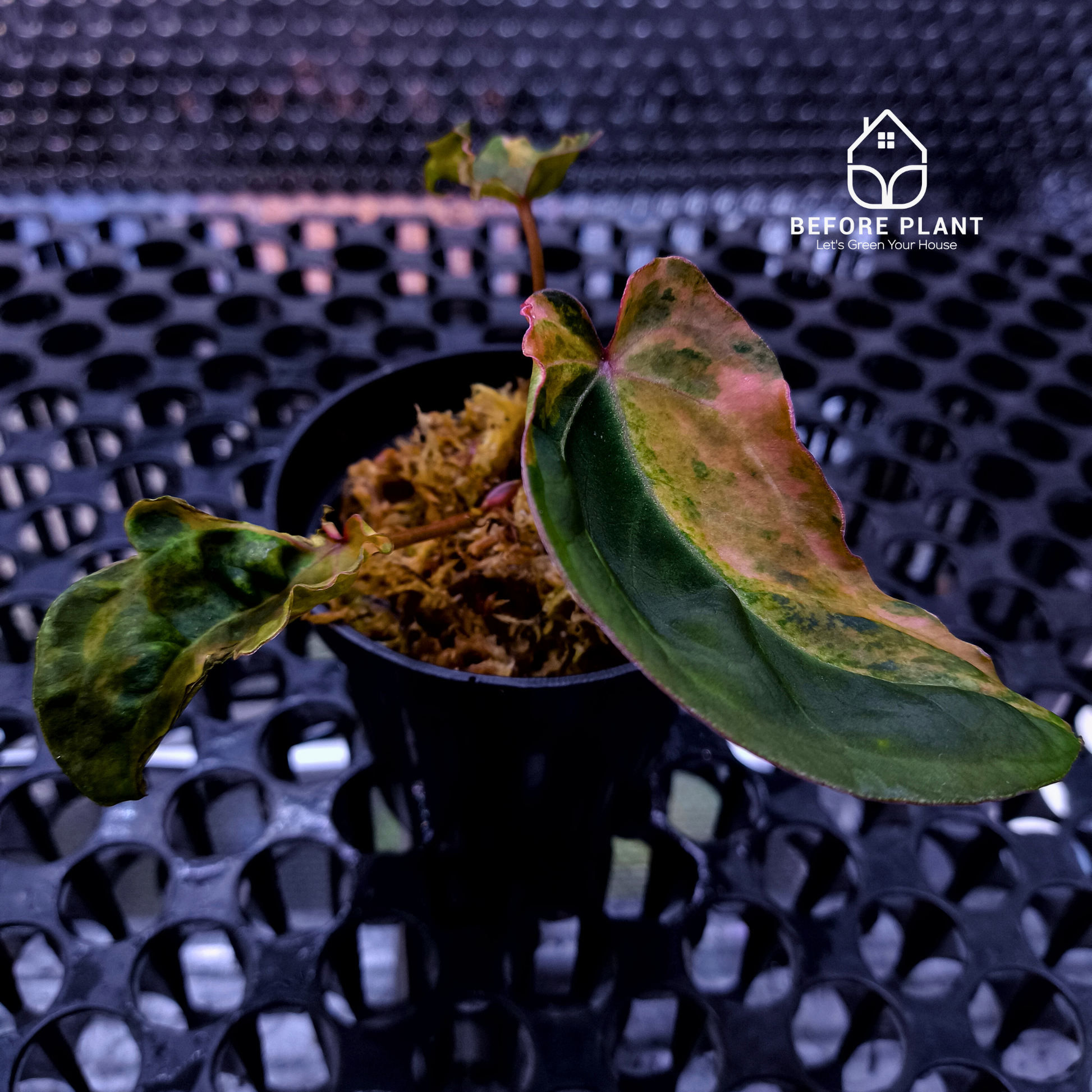 Anthurium Red Devil x ( Papi x Red Crystal )