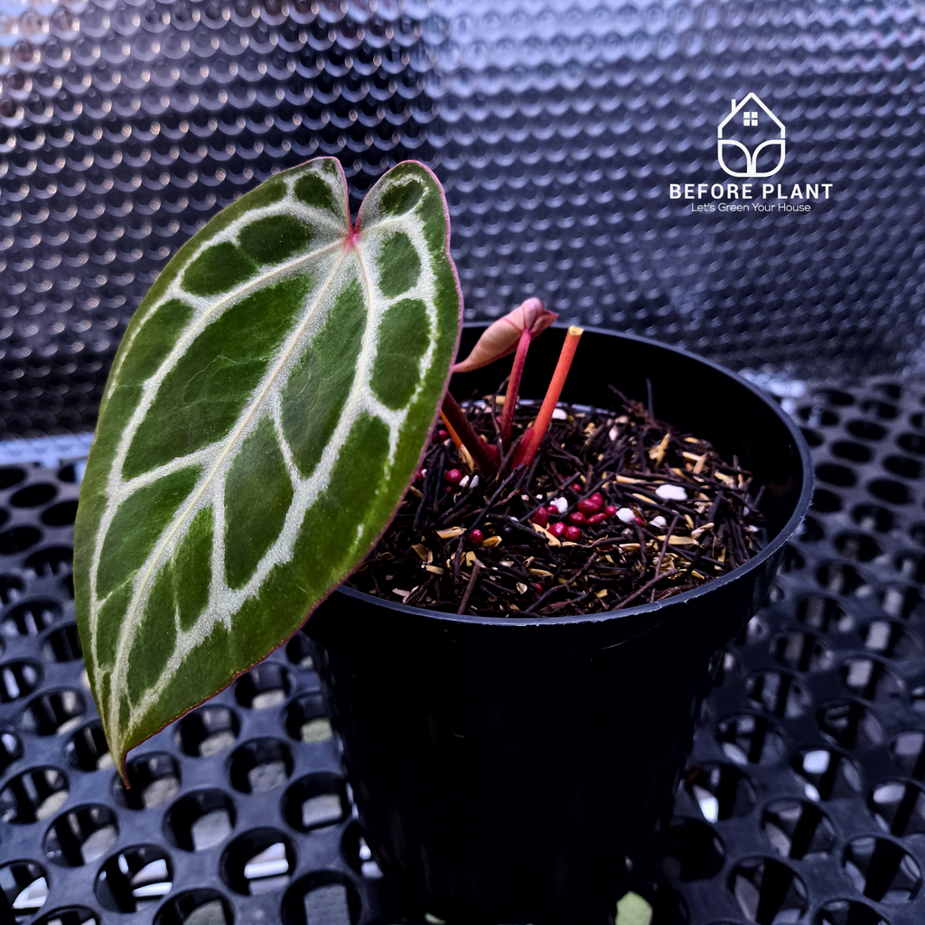 Anthurium Red Tiger
