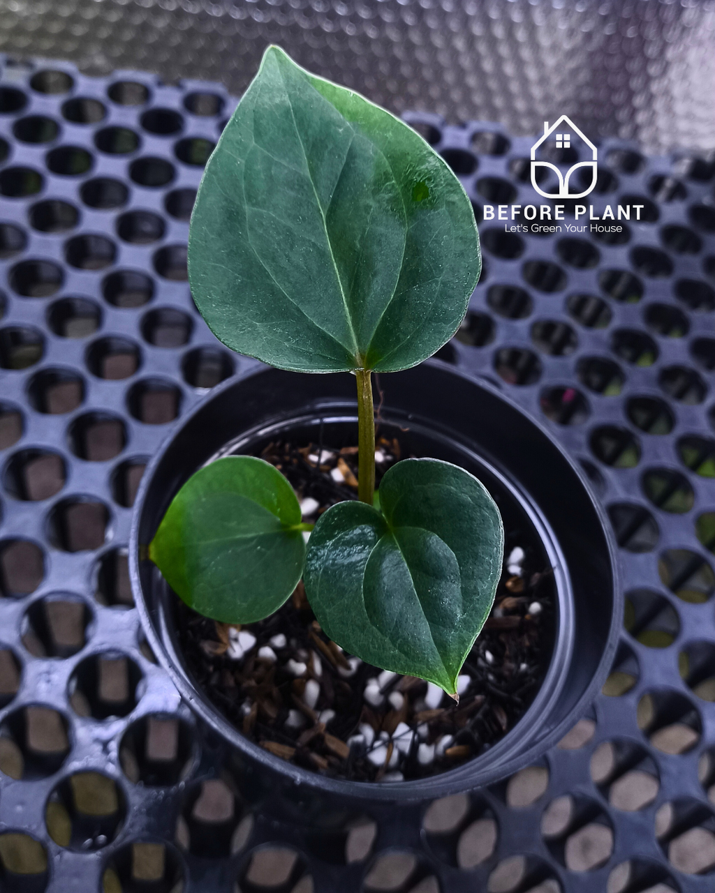 Anthurium King Of Spades ( HU ) x Luxurian