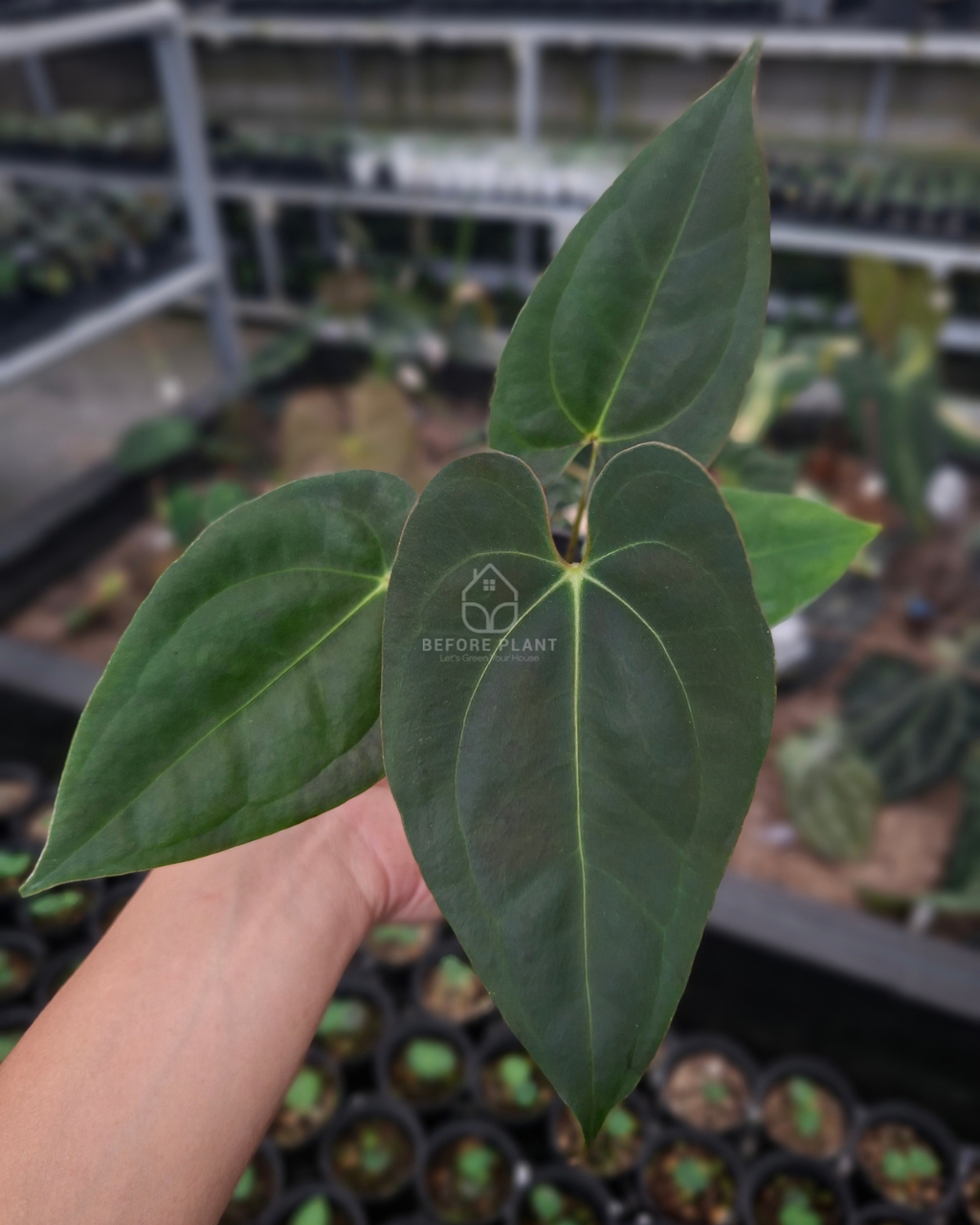 Anthurium Papillilaminum x Blue Papillilaminum