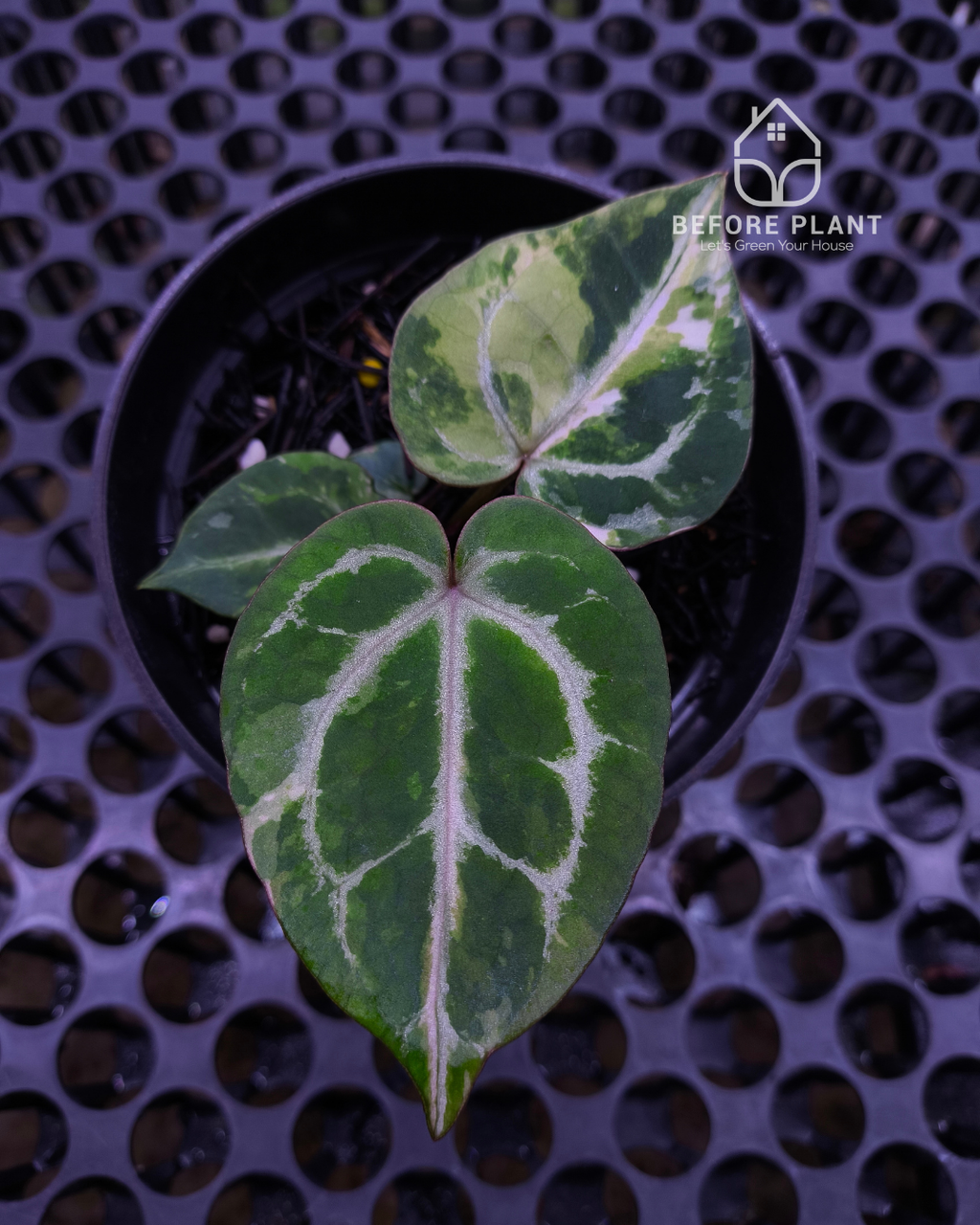 Anthurium Michelle x Silver Blush KOS/HU