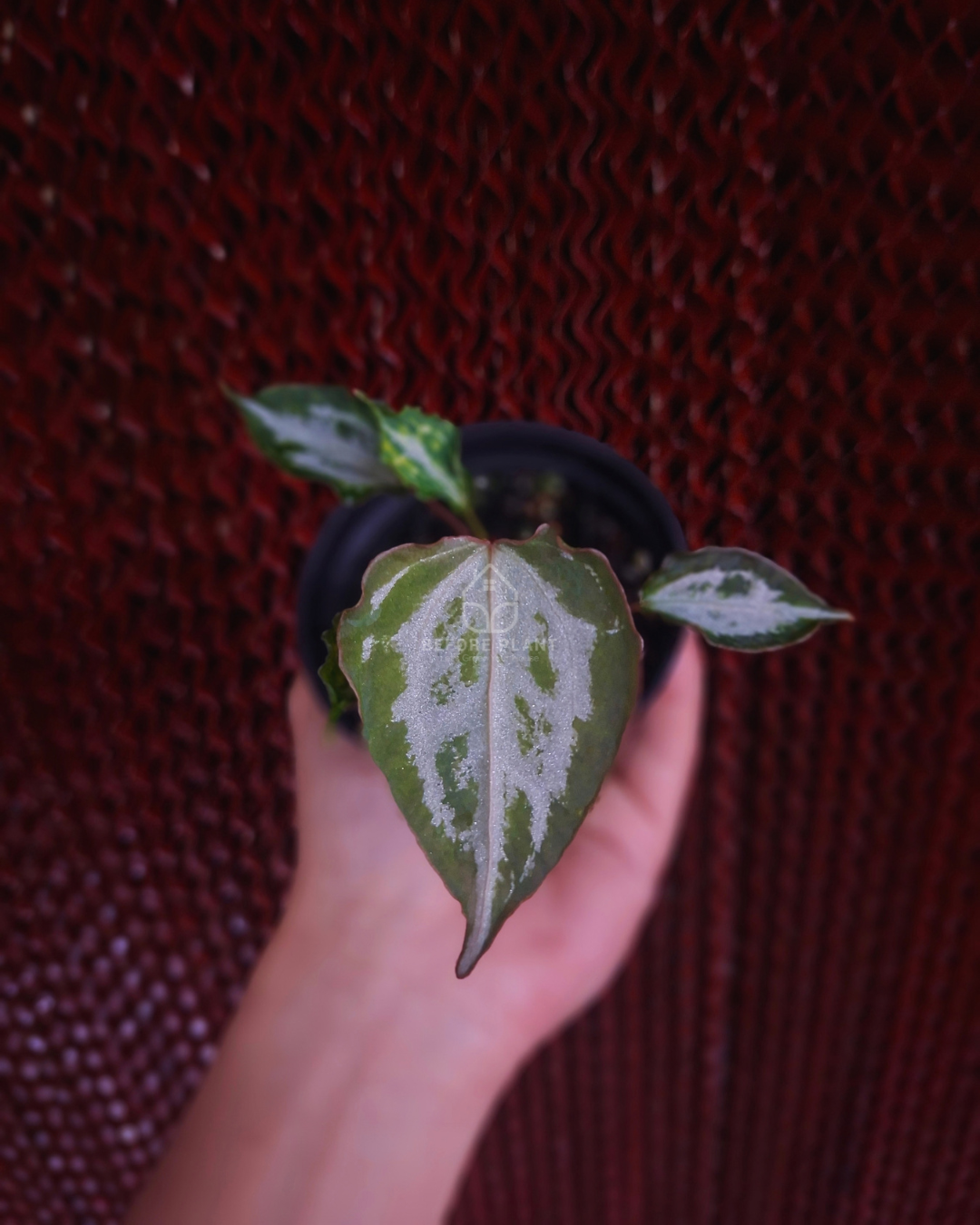Anthurium Muchlis RC x Muchlis RC