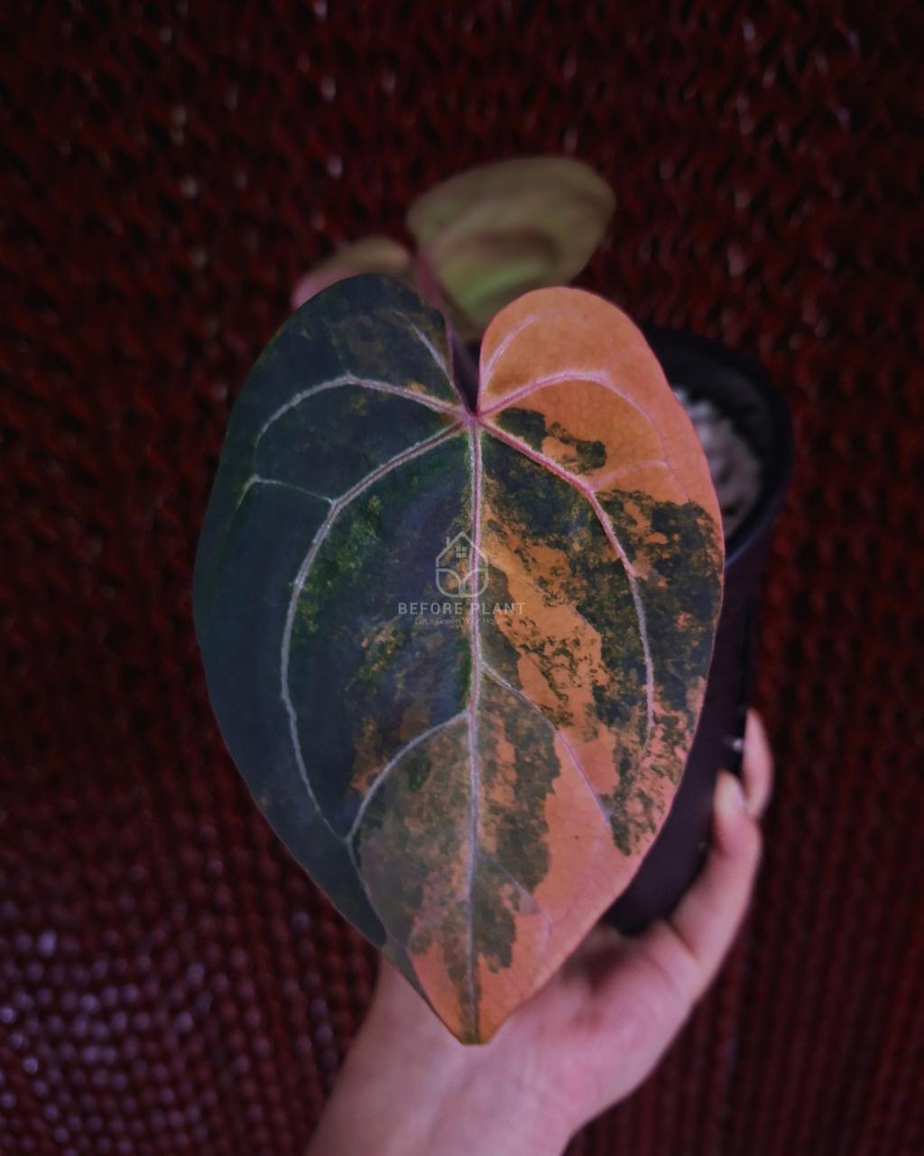 Anthurium Black Venom x Red Vein Dark Phoenix