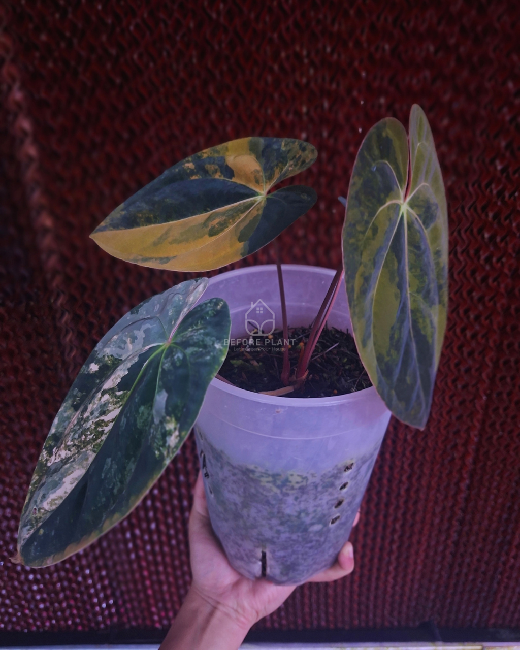 Anthurium Papi Variegated x Black Velvet