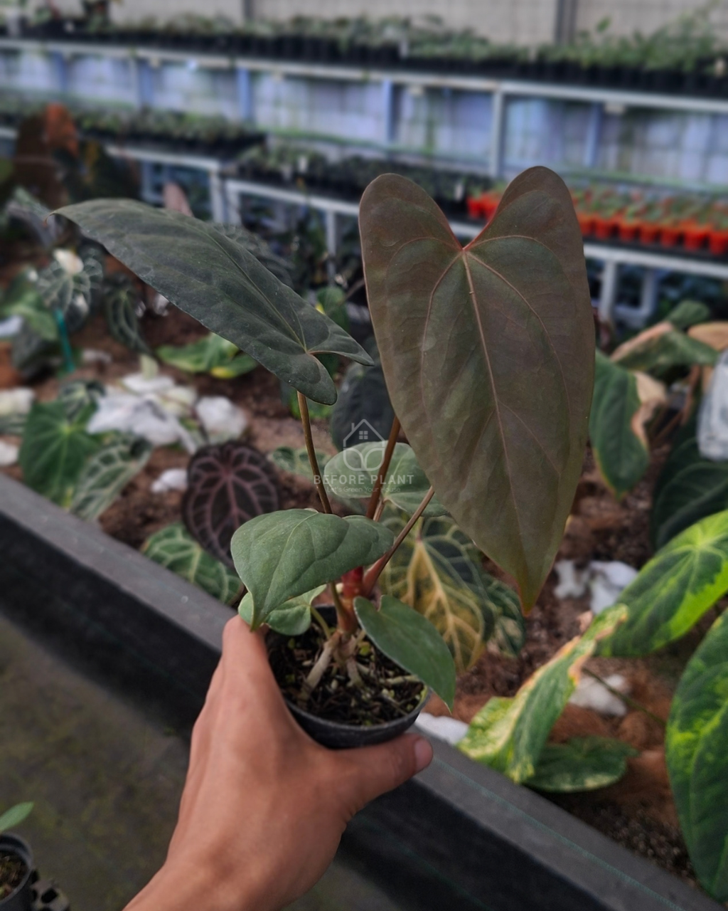 Anthurium Portillae x Dressleri