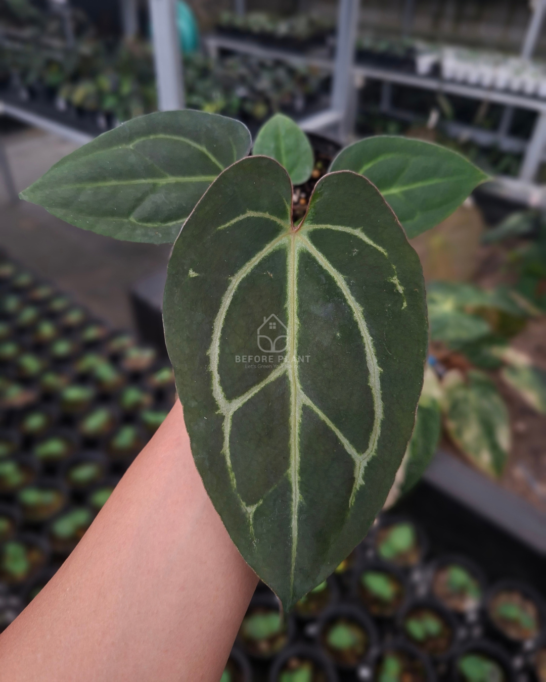 Anthurium Carla Blackiae x Golden Sunrise RVDP