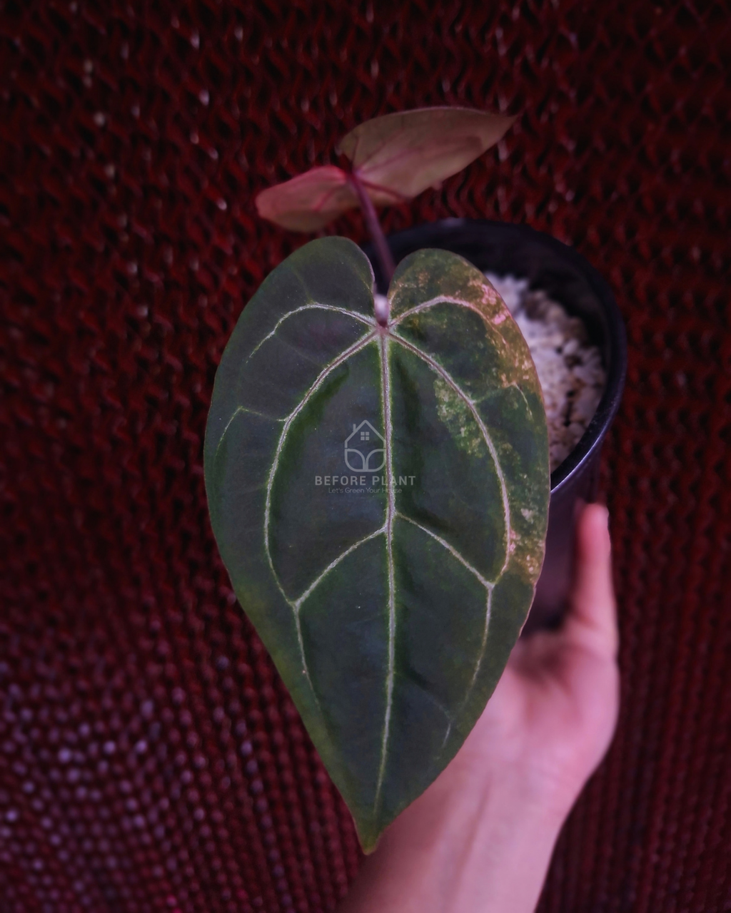 Anthurium Black Venom x Red Vein Dark Phoenix