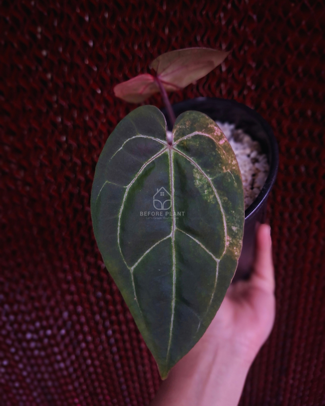 Anthurium Black Venom x Red Vein Dark Phoenix