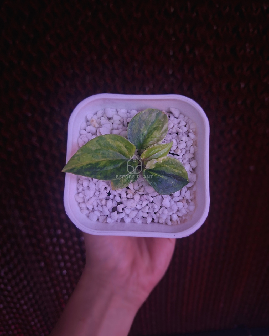 Anthurium Papi Pink x Luxurian