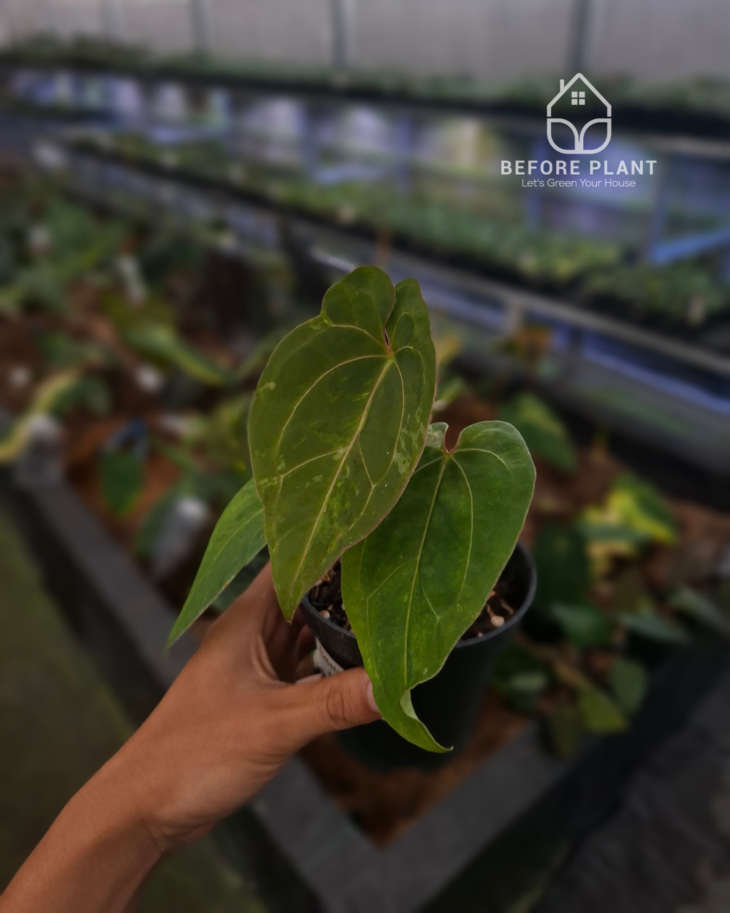 Anthurium Forgetii Blister Variegated x Blood Of Blue