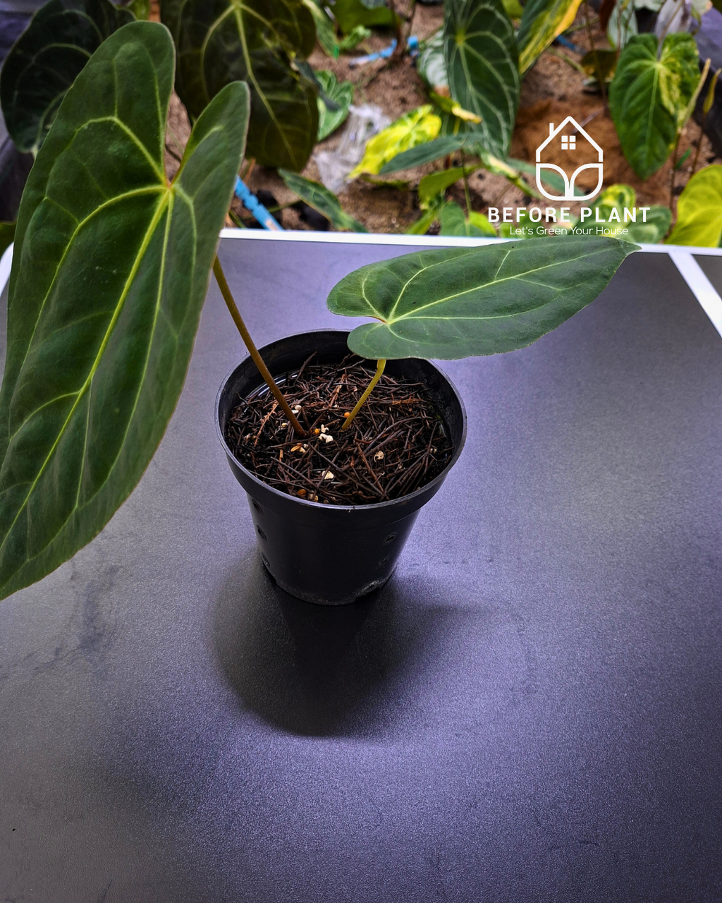 Anthurium Night Queen X Red Crystallinum
