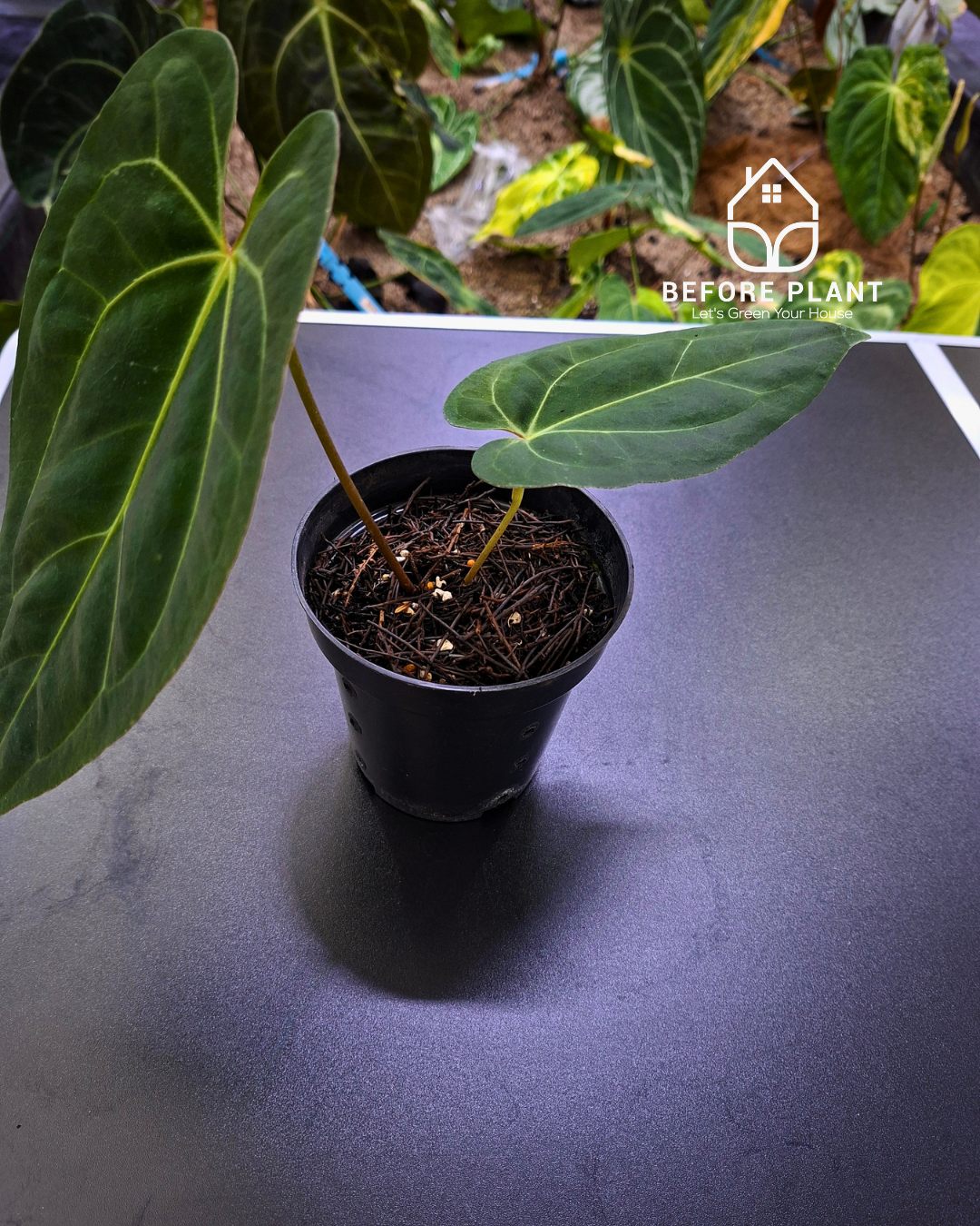 Anthurium Night Queen X Red Crystallinum – Beforeplant
