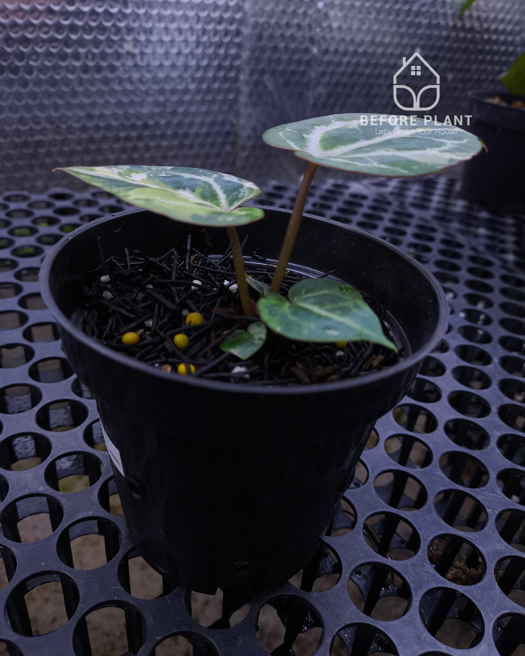 Anthurium Michelle x Silver Blush KOS/HU
