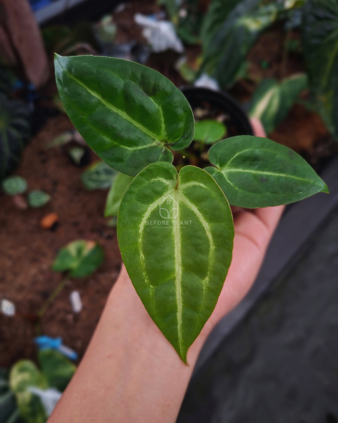 Anthurium Papi Var Black Muscle x Michelle