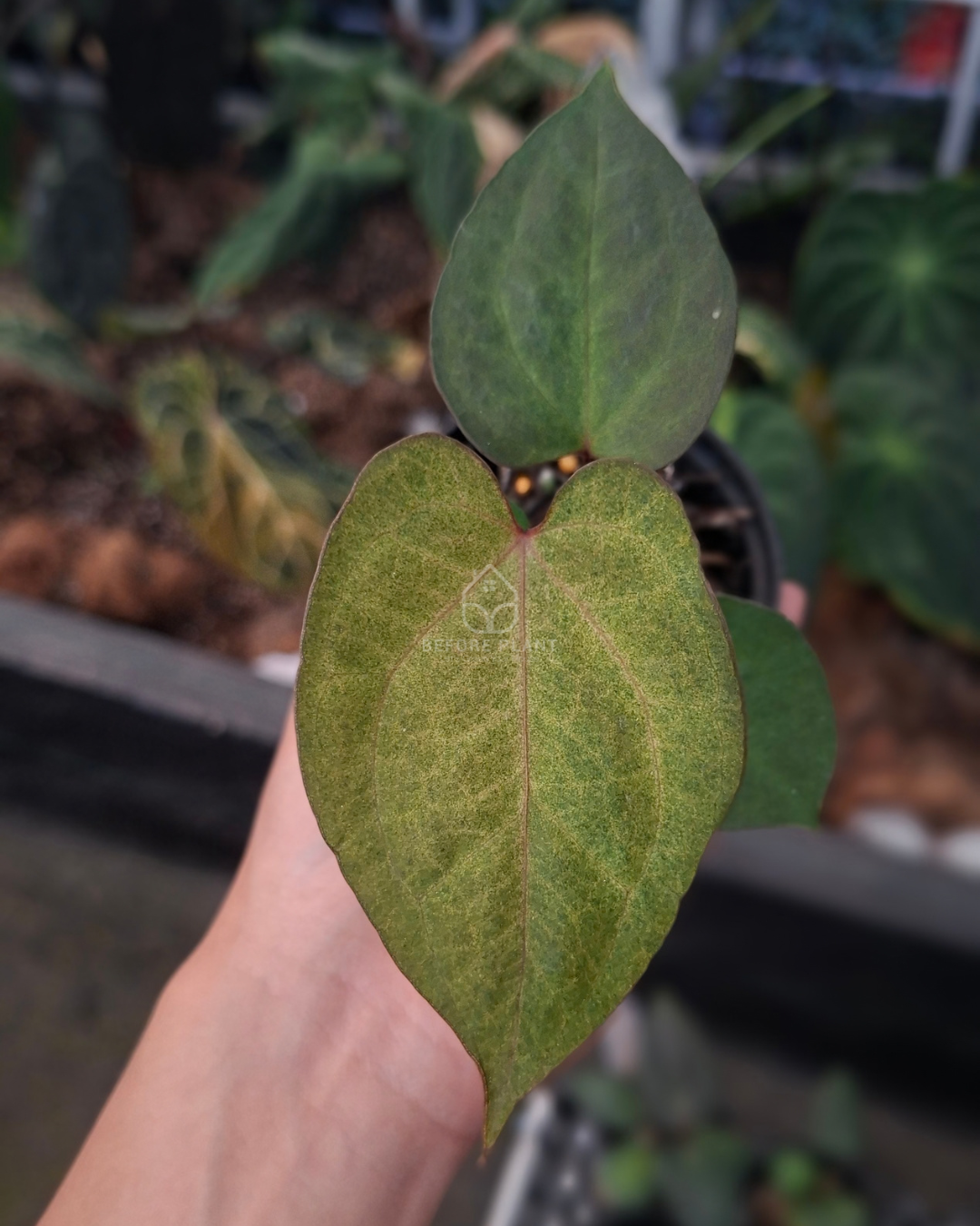 Anthurium Goliath RVDP x Golden Sunrise RVDP