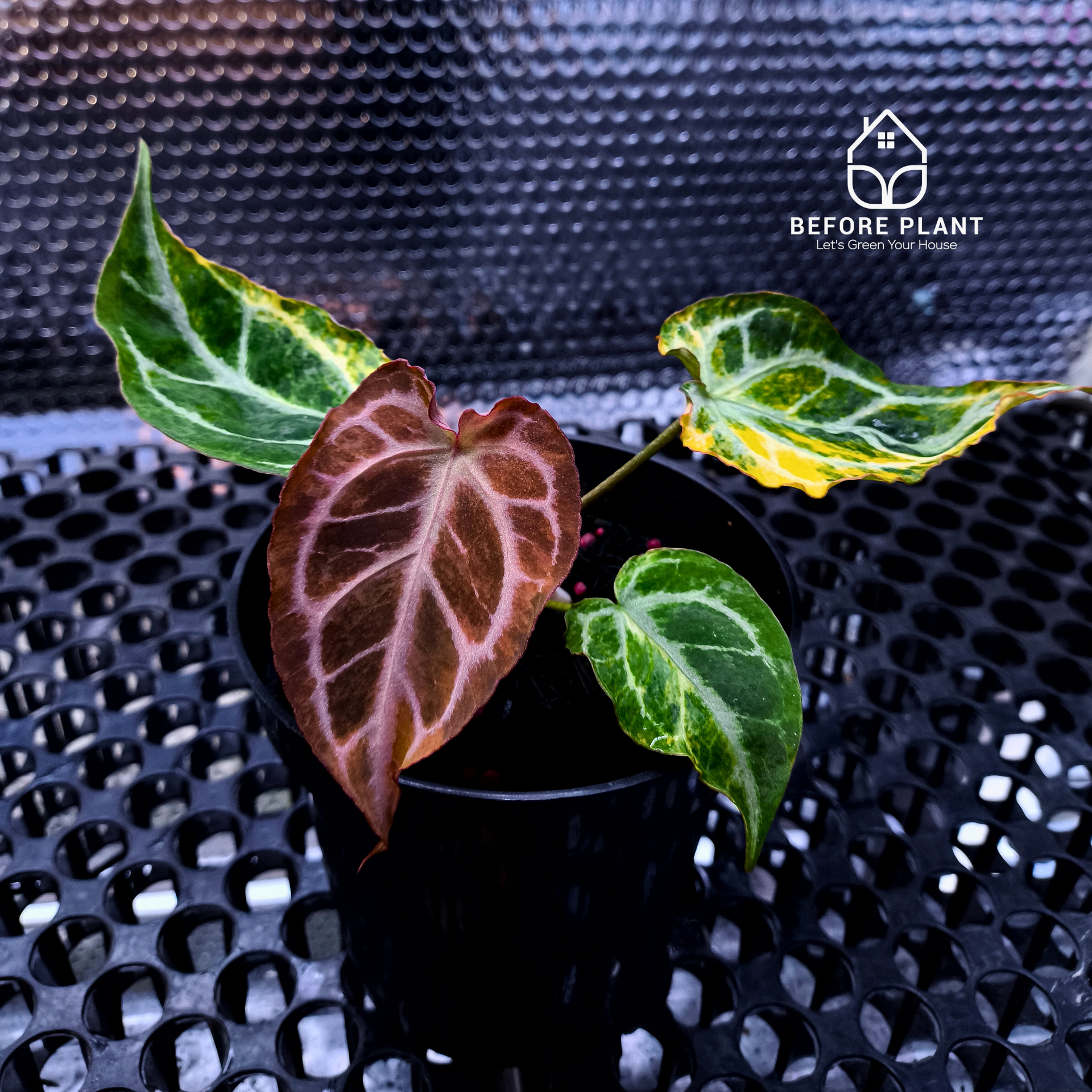 Anthurium Magna x Hellboy Variegated – Beforeplant