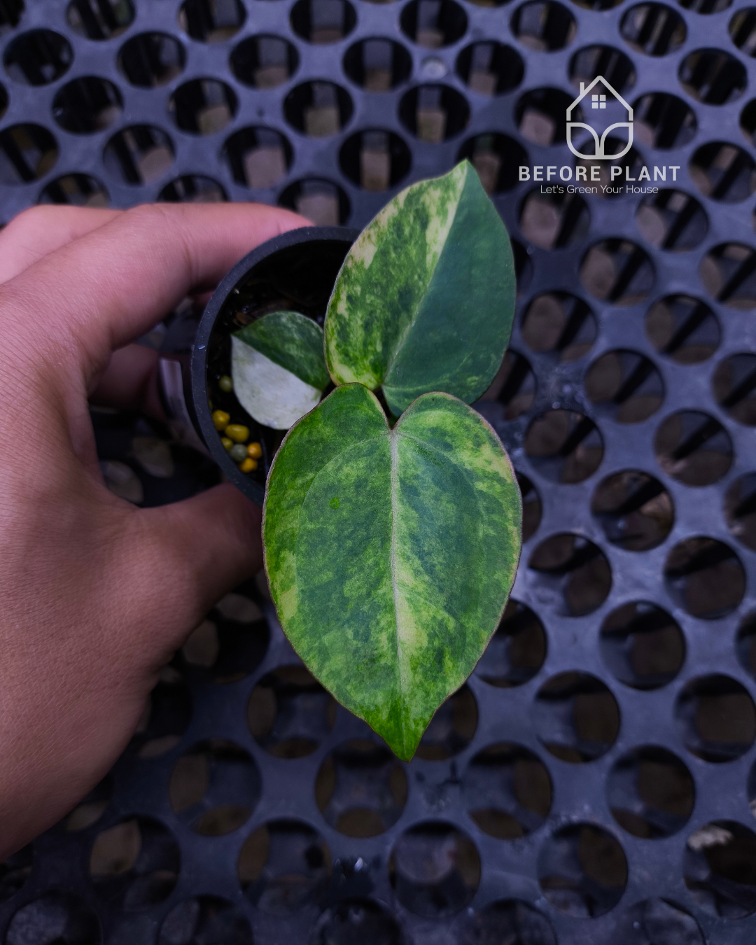 Anthurium Black Venom x RVC Michelle