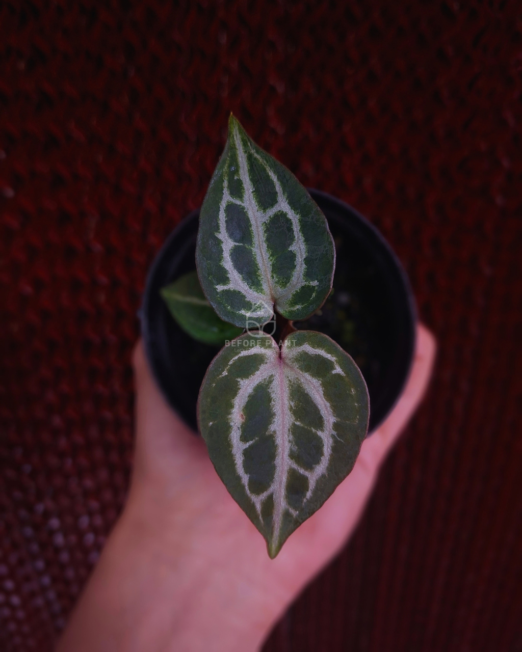 Anthurium Red Tiger x Michelle