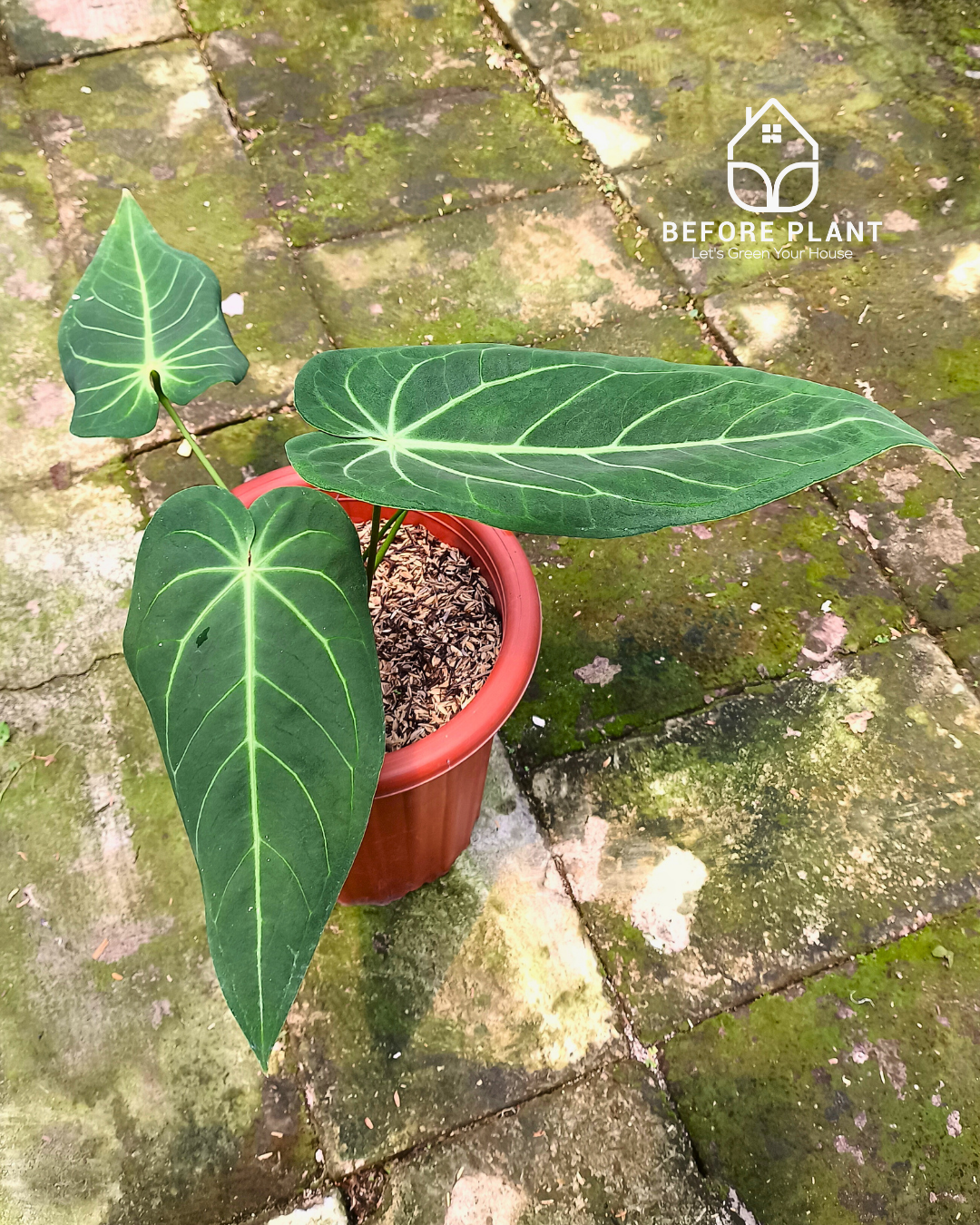 Anthurium Dark Mama