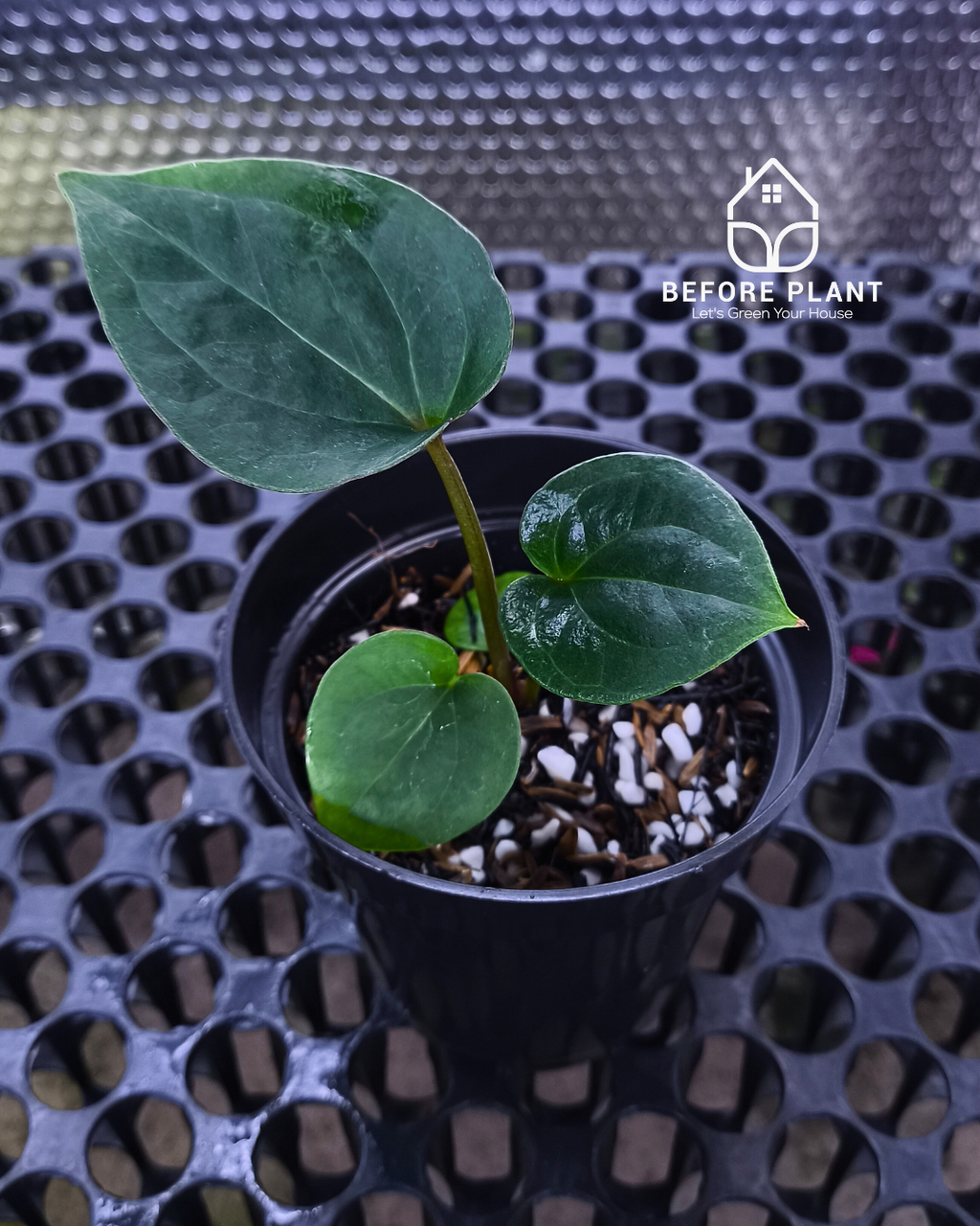 Anthurium King Of Spades ( HU ) x Luxurian