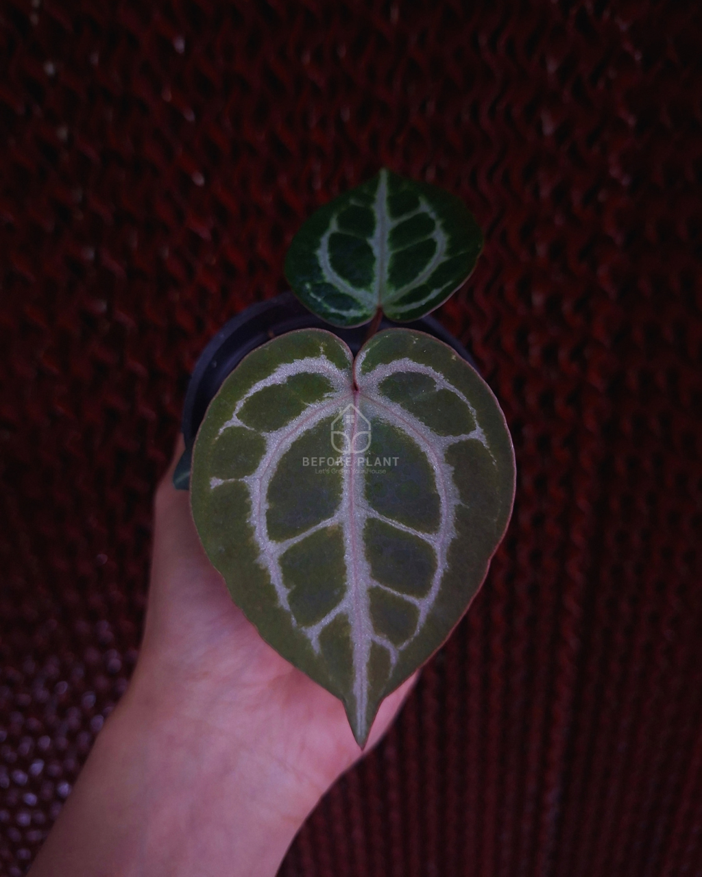 Anthurium Red Tiger x Michelle