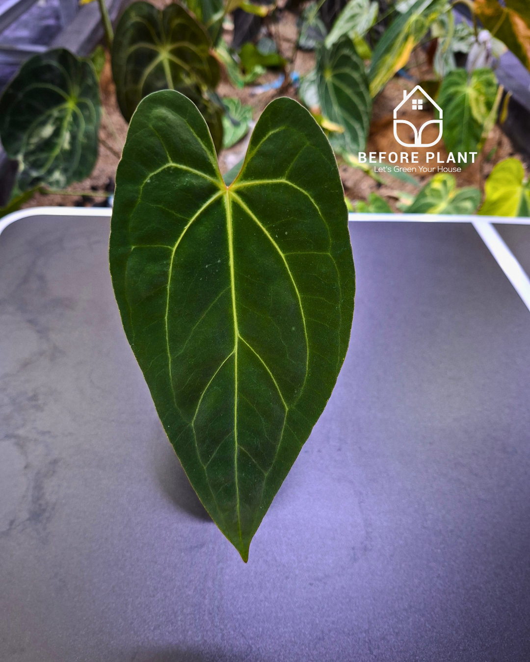 Anthurium Night Queen X Red Crystallinum – Beforeplant