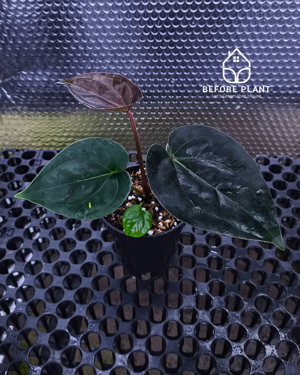 Anthurium King Of Spades ( HU ) x Luxurian