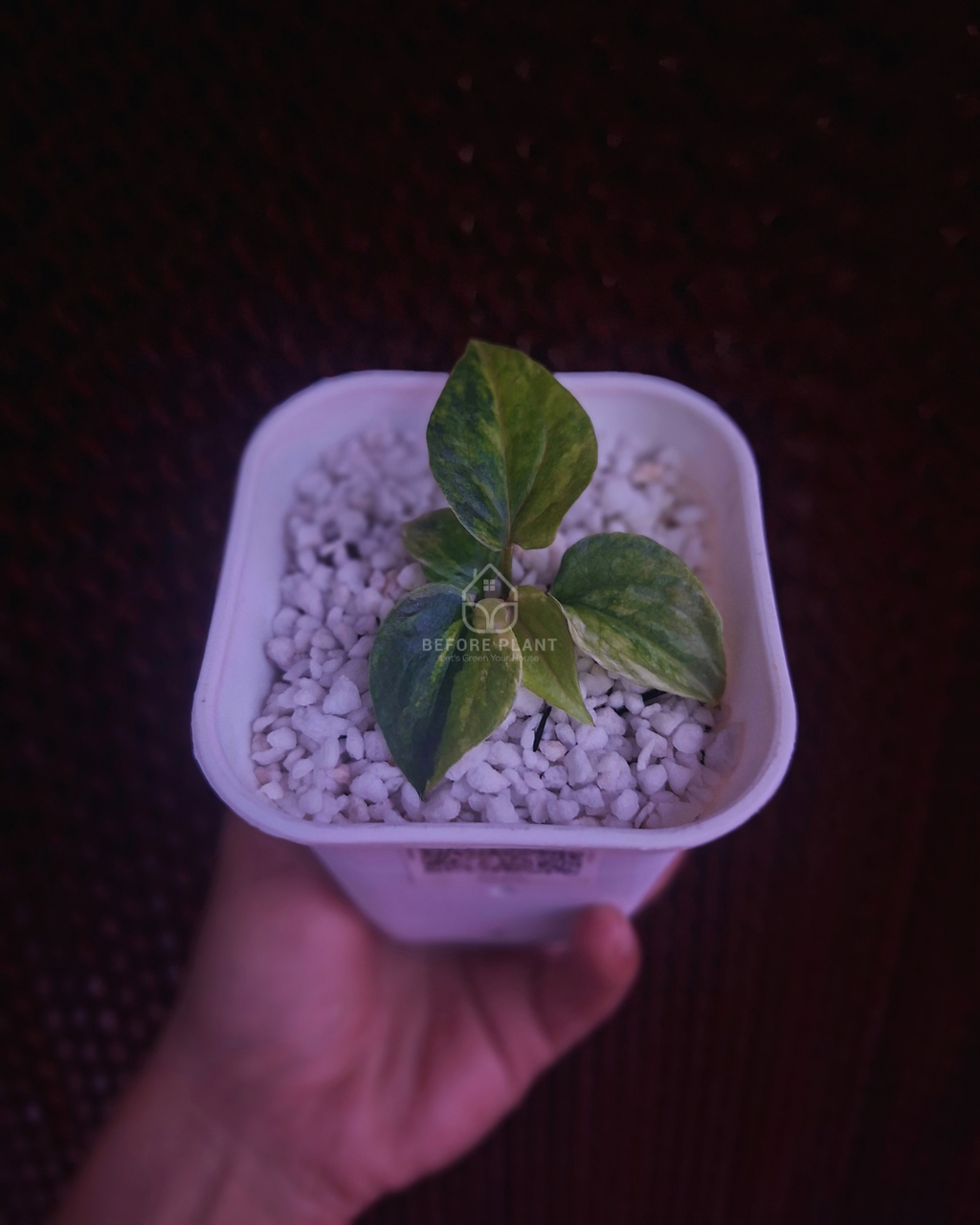 Anthurium Papi Pink x Luxurian