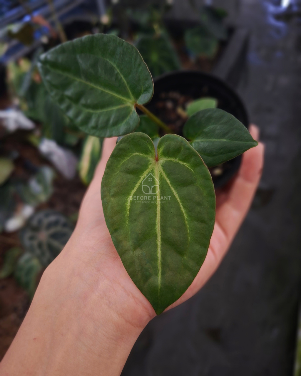 Anthurium Papi Var Black Muscle x Michelle
